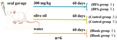Subchronic toxic effects of bisphenol A on the gut-liver-hormone axis in rats via intestinal flora and metabolism